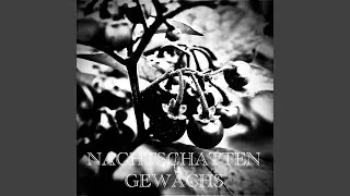 Nachtschattengew&auml;chs