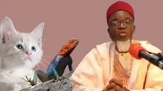 Kissoshi guda uku cike da kudirar Ubangiji yadda ya ciyar da kadangare da mage  | Shekh Bello Yabo