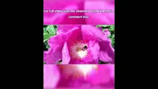Honeybees The Free laborers of God
