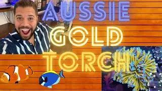 Hunting for the Aussie Gold Torch!