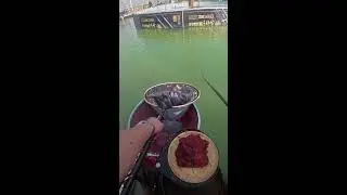 Challenge: Catch 100 Fish in One Hour