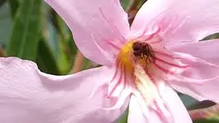 Poisonous plant  - Ner&iacute;na - Nerium oleander - Ner&iacute;a - Ol&iacute;ander - Skrautrunnar - Eiturjurtir