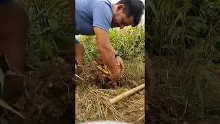 Mama Pacha's Organic Ginger Harvest in Peru.