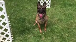 Belgian Malinois Advanced Dog Obedience Training, Mondiopup, Dover Plains, NY