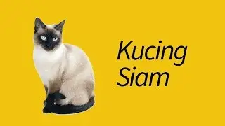 10 Fakta Kucing Siamese&mdash;BAWEL banget!
