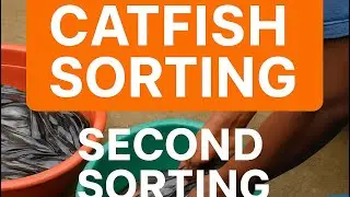Why Sorting Your Catfish Matters! (Second Sorting @ BigChills Farm)&rdquo;