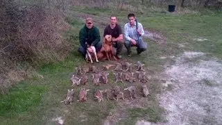Chasse du lapin de garenne