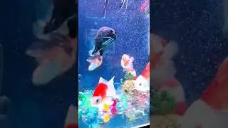 Ikan Mas Koki Cantik dan Imut 😍😍😍