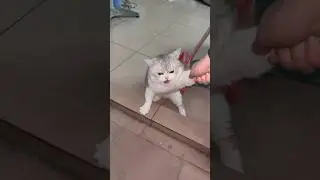Hilarious Cat Moments: When Cats Get Caught Playing Outside!