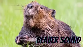what sound does a beaver make | beaver sounds
