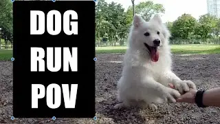 Bishan Dog Run POV - GoPro Fetch Dog Harness