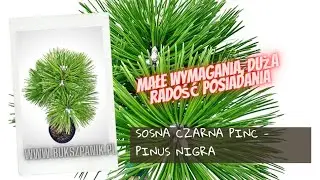 Pinus Nigra PINC - Sosna czarna, małe wymagania, duża satysfakcja posiadania.