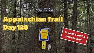Appalachian Trail 2024 Day 120: Rausch Gap to 501 Shelter