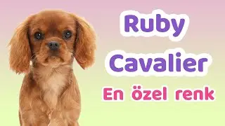 Ruby Cavalier &ouml;zellikleri, bakımı, beslenmesi, sağlığı ve eğitimleri