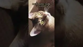 7 самых умных пород кошек