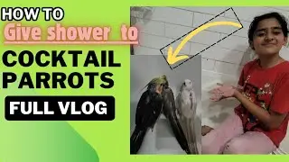 How to give shower 7 parrots at a time. #birds #cocktailparrot