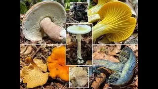 Pilze im August | 15.08.2021 | Sommersteinpilze, Pfifferlinge & Kraterellen am Bachlauf | Sommertag