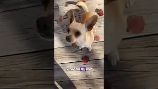 Hungry Chihuahua #chihuahuadog #chihuahuababy #chihuahuafanatics #chihuahualover #chihuahuafan #pup