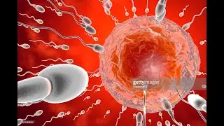 SEMEN ANALYSIS : SQA VOSION  FULLY AUTOMATED ANALYZER
