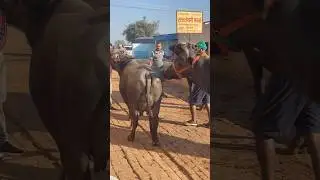 👍 3 भैंस 🐃 जा रही दिल्ली में , 14-18 लीटर दूध
