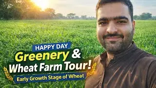 &ldquo;Nature at Its Best 🌿 | Lush Green Wheat Farm at Early Growth Stage 🌾 | Happy Sunny Village Vlog&rdquo;
