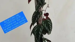 REX BEGONIA VINE || CISSUS DISCOLOR || BEST FOLIAGE VINE || MELODY'S SIDE