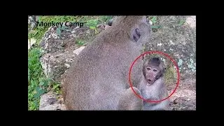 Poor Baby Monkey Cry Loudly Cos Mum Not Breastfeed ST1253 Mono Monkey