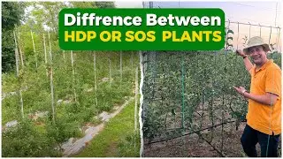 SOS: A New Revolution in Apple Farming, Breaking Away From Traditional and High Density