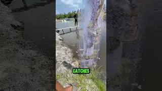 Throwing a Net in the River. Instantly Catches Shrimp and Fish #fishing #shrimp #netfishing