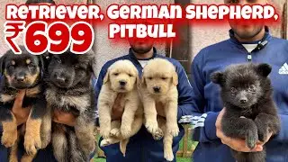 Cheapest Dogs Market in Delhi | German Shepherd, Husky, Pitbull, Cats | Sky Pet Shop | Srv Vlogs