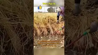 Through cutting mature stalks, farmers ensure the collection of grains&mdash;a vital step in the autumn ha