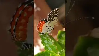 Talicada nyseus, the&nbsp;Red Pierrot butterfly #shorts