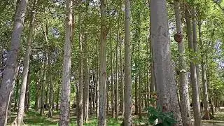 Bombax Ceiba (Sumbal Tree)