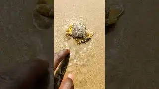 Aamai Nandu Shorts || kadal nandu || Turtle crab