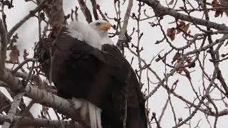 A Pair Of Bald Eagles