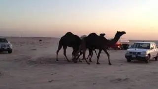 Camels Scratching their backs