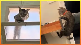 These Cats Are ALWAYS So Curious! 🐱🐾