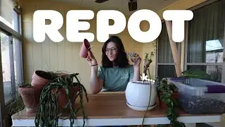 REPOT W/ ME Q&A! | settling into the new house, new planty places, and how to feel more at home