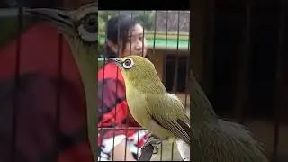 Pleci Dakbal GACOR#Shorts