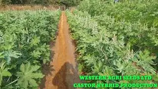 CASTOR HYBRID PRODUCTION @AGRICULTUREINDIA