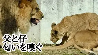 ライオン　父と仔で母の匂いを嗅ぐ【のんほいパーク】Lion family Toyohashi Zoo 