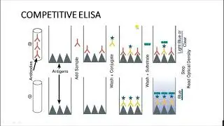 Competitive ELISA| ELISA| TYPES OF ELISA| ANTIGEN ANTIBODY REACTION