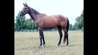 True Grit - Stonehurst Farm