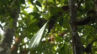 Phalaenopsis corningiana (orchid) found near to a destroyed swamp
