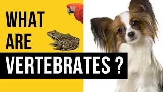 What are vertebrates? Our Plants and Animals in our Amazing Planet Earth!