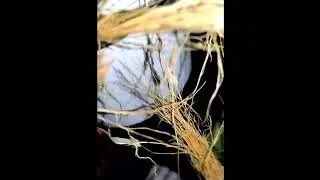 finches baby update | subscribe  for more beautiful upcoming videos | #NAANGAPETSLOVER #birds #pets