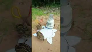 bird trap technique #creative #shortvideo #animals #shorts
