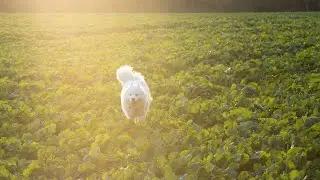 Healthy Weight Management Tips for Your Samoyed