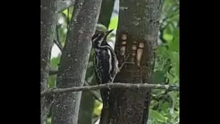 Yellow-bellied Sapsucker feeding in the trees, Michigan.