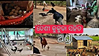 ଗାଁଉଲି ଦେଶୀ କୁକୁଡା ଫାର୍ମ ll pure desi murga ll Mayurbhanj, Odisha, 